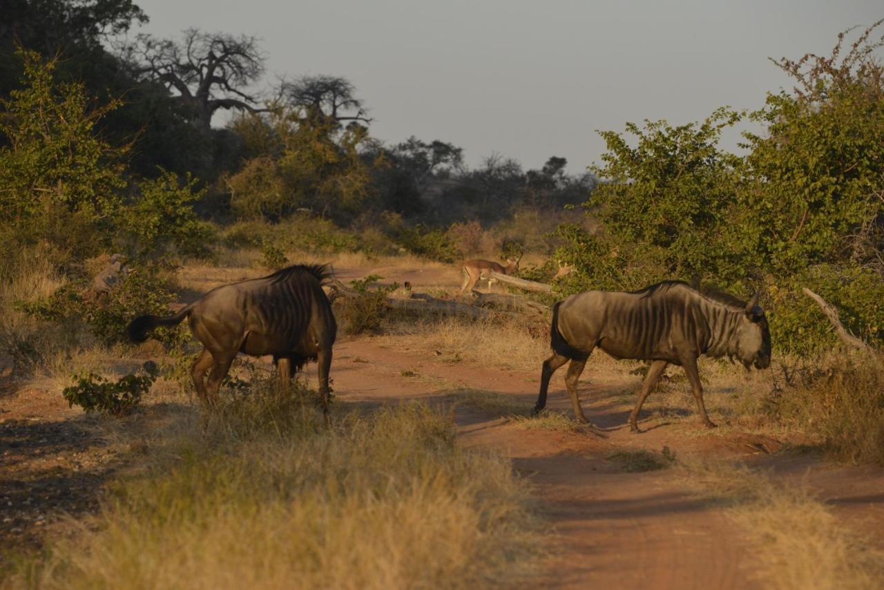 Iphofolo Lodge & Tented Camp Vivo 外观 照片