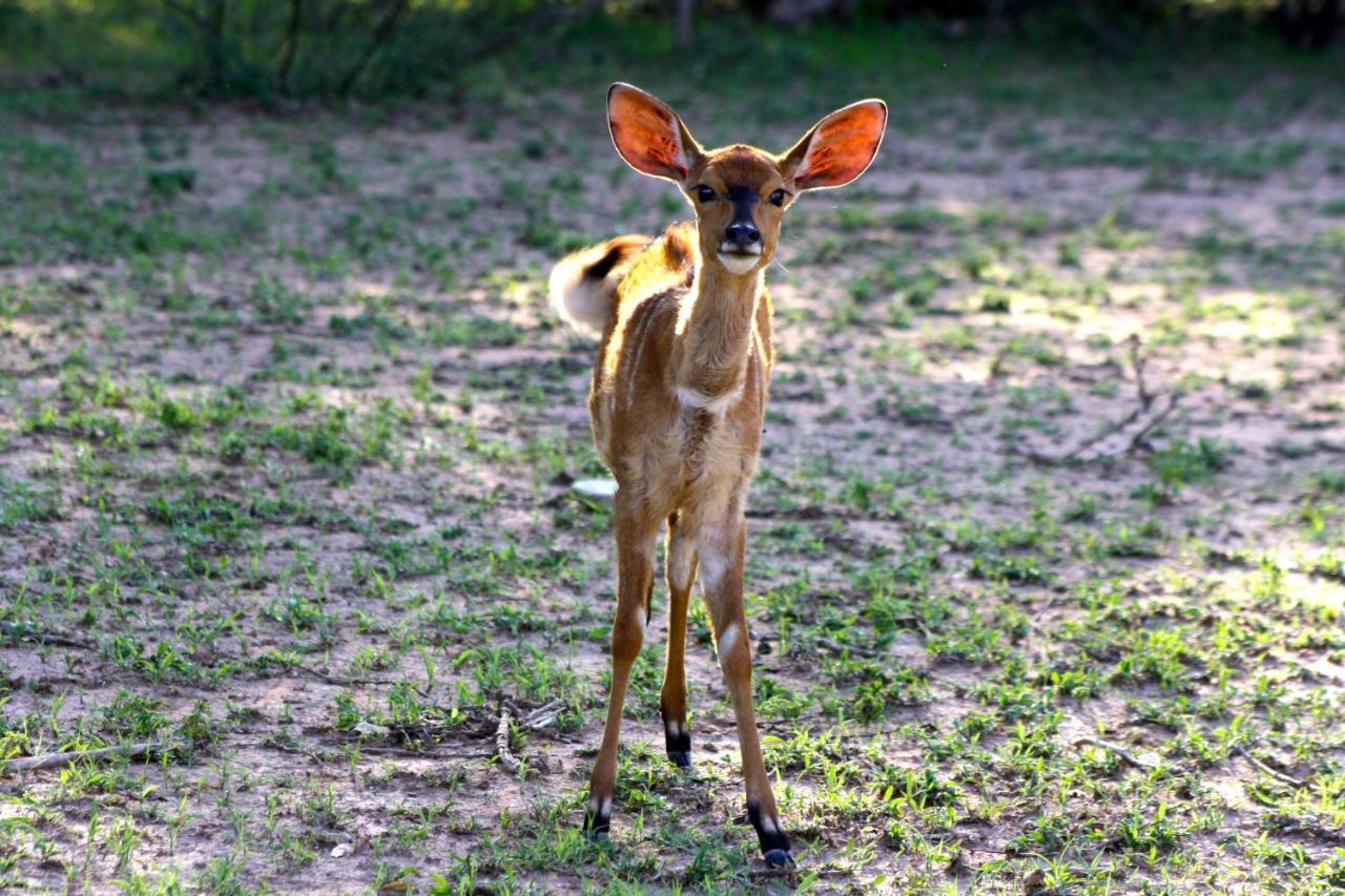 Iphofolo Lodge & Tented Camp Vivo 外观 照片
